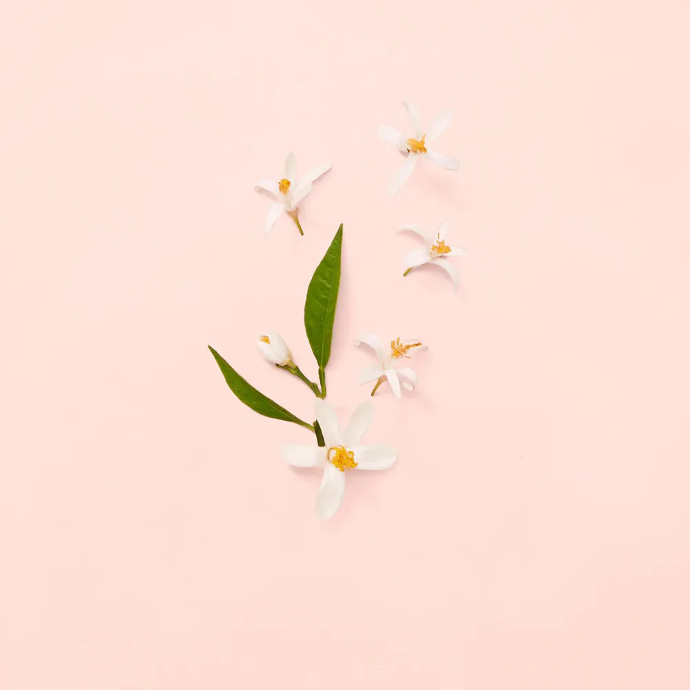 Bloom eau de toilette voor dames 100 ml