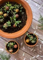 Blossombs Bombe à graines - Décoration cadeau « Pour la meilleure maman » - Cœur (1 pièce)