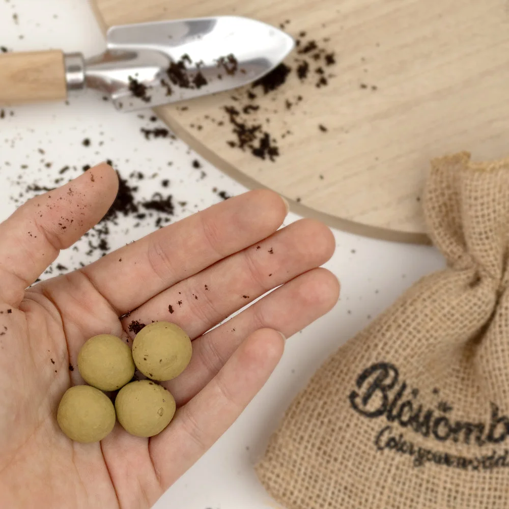 Blossombs Bombes à graines - Coffret cadeau mini - Jardin d'herbes aromatiques (4 pièces) - un cadeau original et pratique à la fois