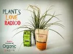 Radico Traitement aux herbes BIO (100 g) - Hibiscus - contre le grisonnement et la chute des cheveux