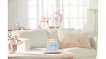 Clean Cotton signature kaars medium 368 g