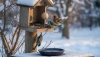 # Un mangeoire à oiseaux en hiver n'est bénéfique qu'avec un entretien approprié