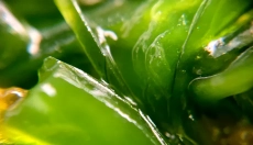 La chlorophylle aide à détoxifier et à régénérer le corps.