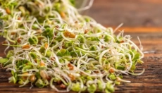 Découvrez comment les germes améliorent la santé et la vitalité